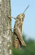 Bush cricket