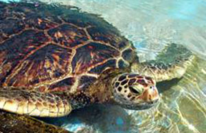 Sea turtle